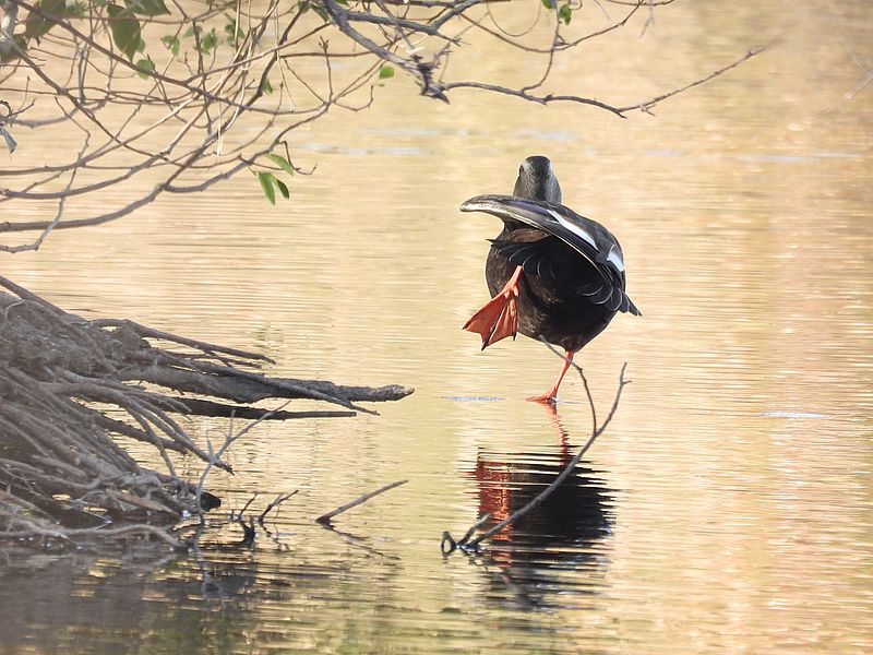 カルガモちゃん