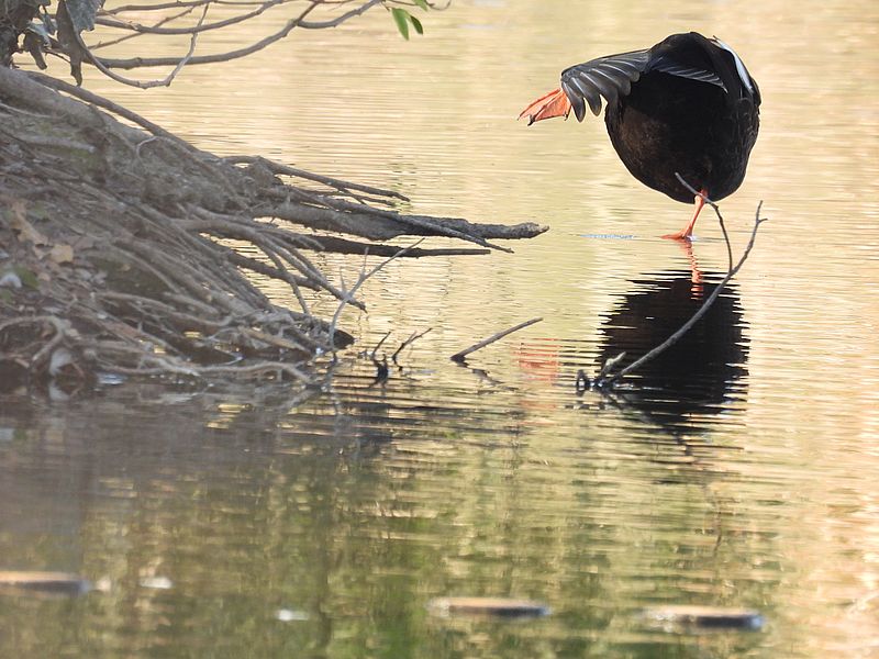 カルガモちゃん