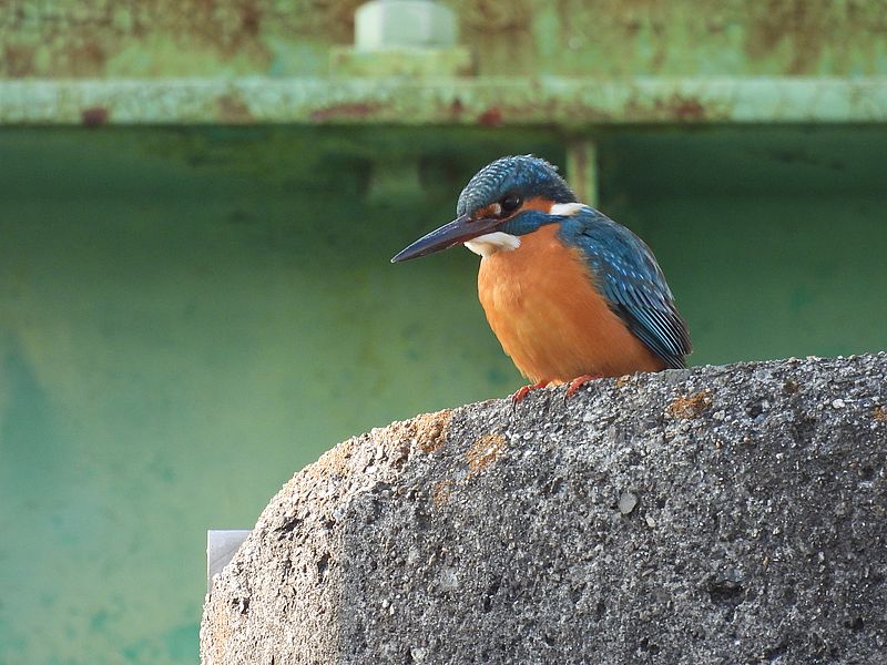 カワセミちゃん
