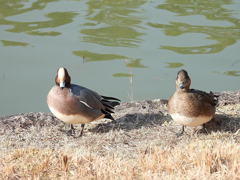ぴゆちゃんご夫妻