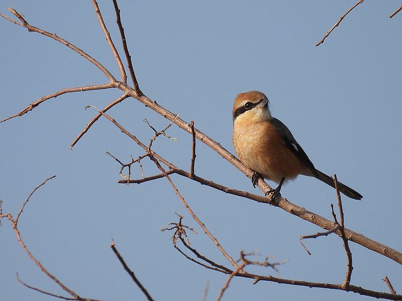 ラブリーソルジャーモズちゃん