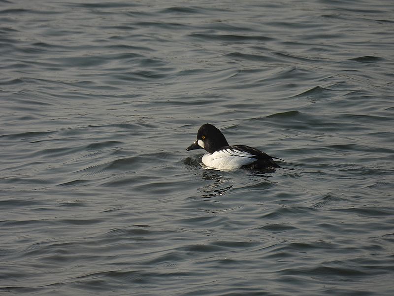 ホオジロガモちゃん