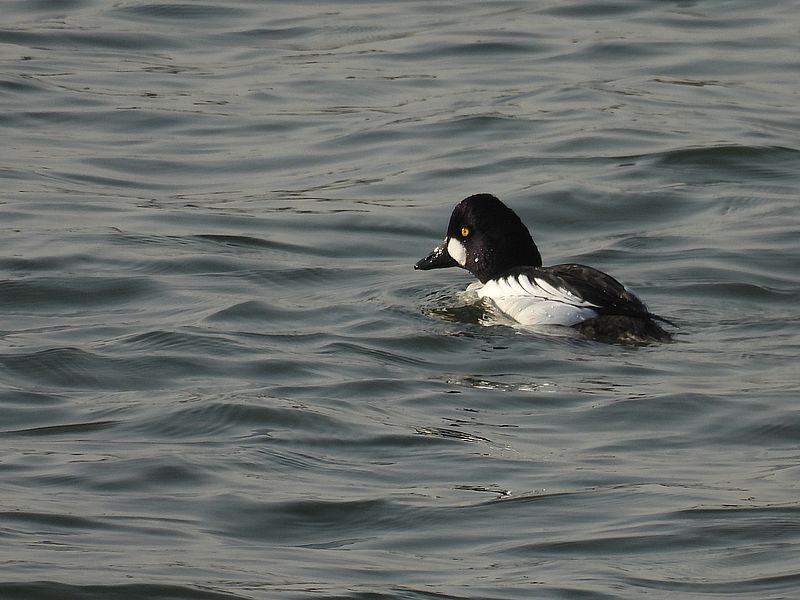 ホオジロガモちゃん