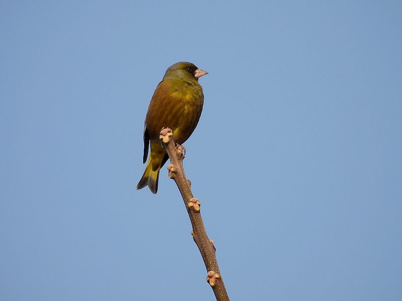 カワラヒワさん