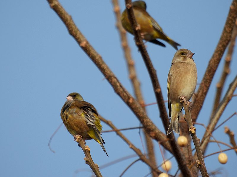 カワラヒワさん