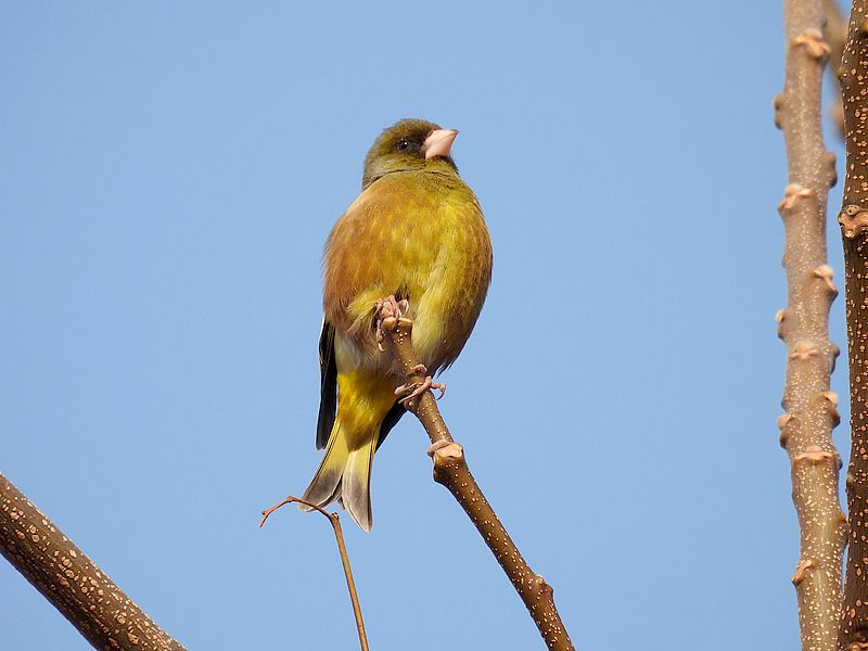 カワラヒワさん