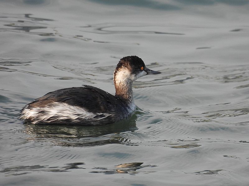 ハジロカイツブリちゃん