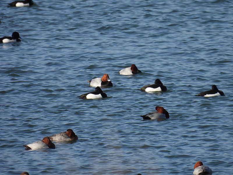 ハジロ属の皆さん