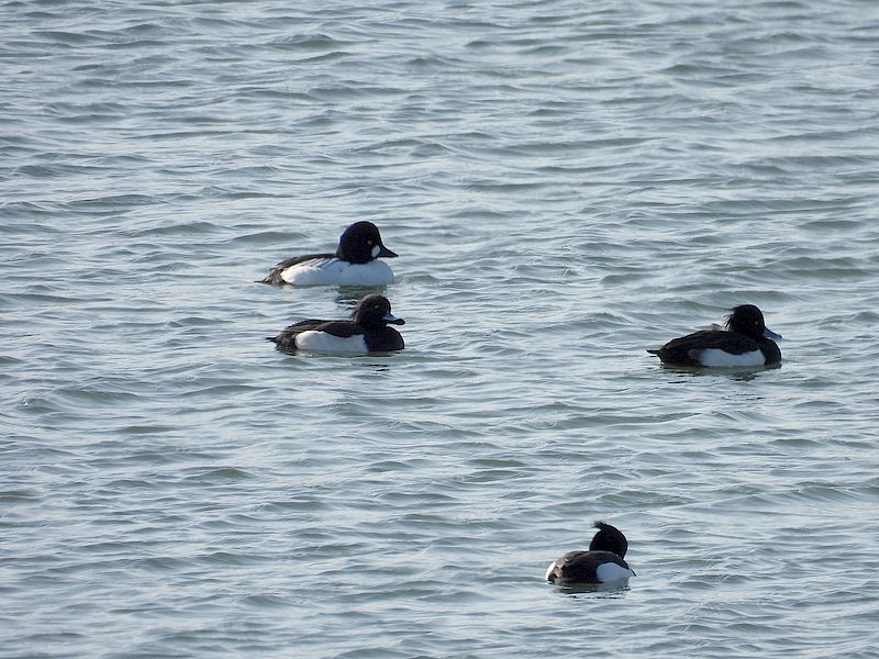 ホオジロガモちゃんとキンクロさん