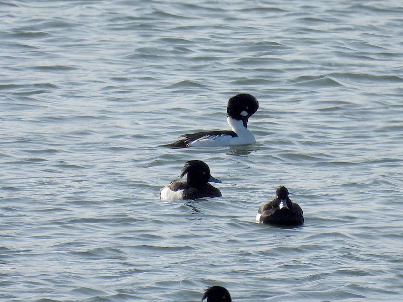 ホオジロガモちゃんとキンクロさん
