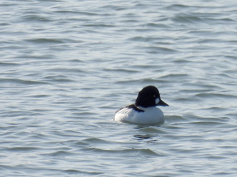 ホオジロガモちゃん