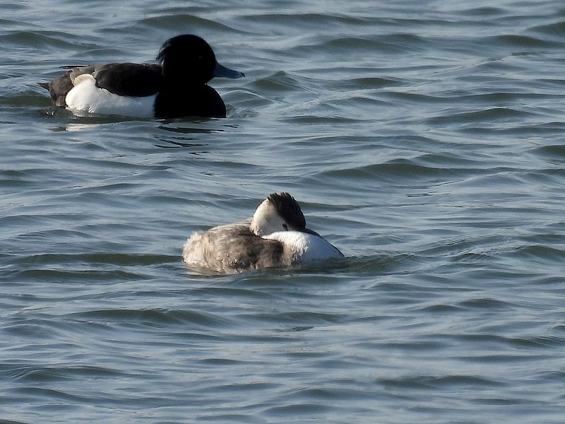 カンムリカイツブリちゃんとキンクロさん