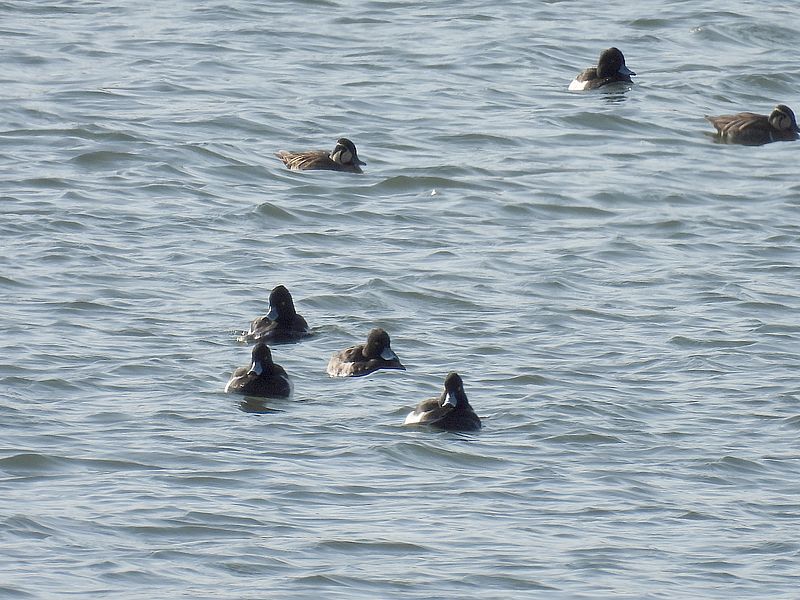 トモエちゃんとキンクロさん