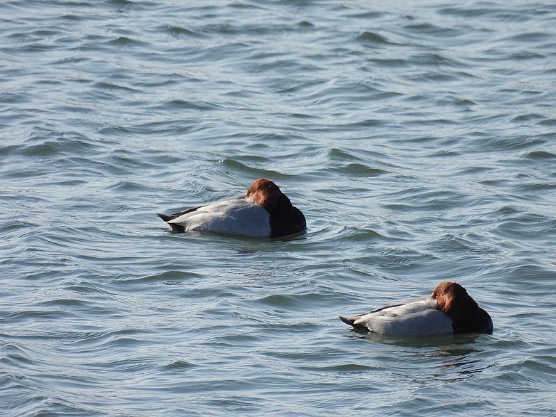 ホシハジロちゃん