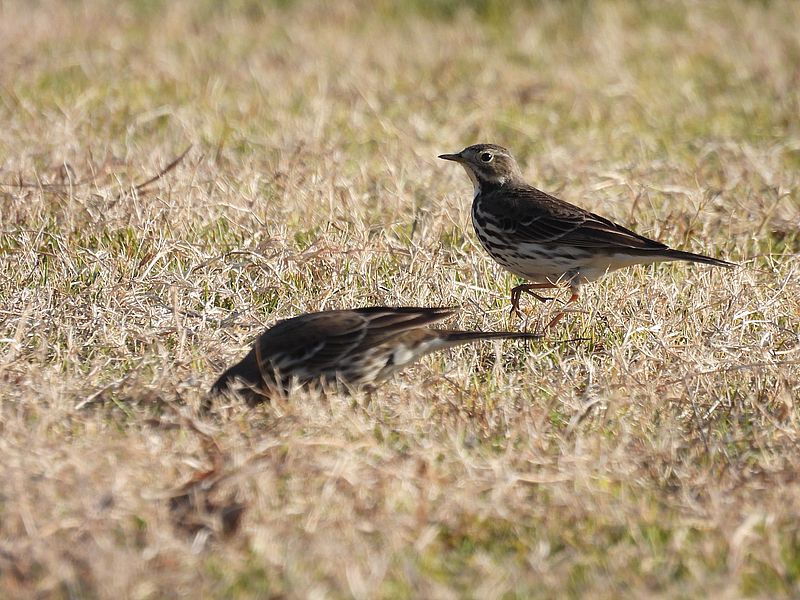 タヒバリちゃん