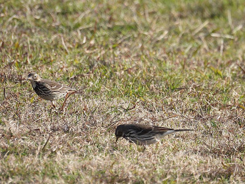 タヒバリちゃん