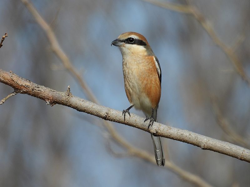 ラブリーソルジャーモズちゃん