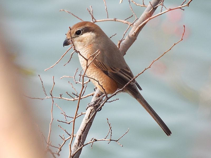 ラブリーソルジャーモズちゃん