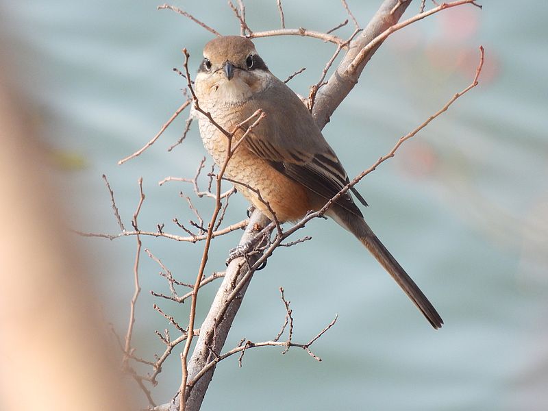 ラブリーソルジャーモズちゃん