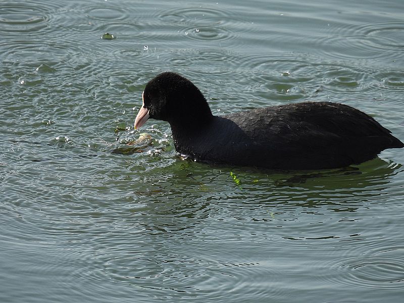 オオバンちゃん