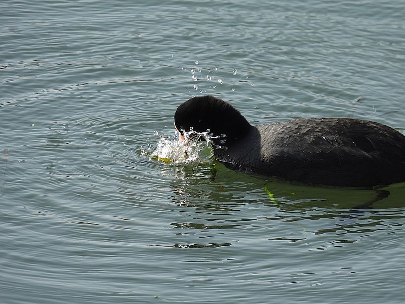 オオバンちゃん