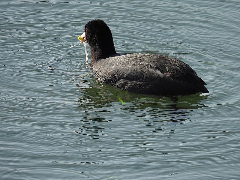 オオバンちゃん