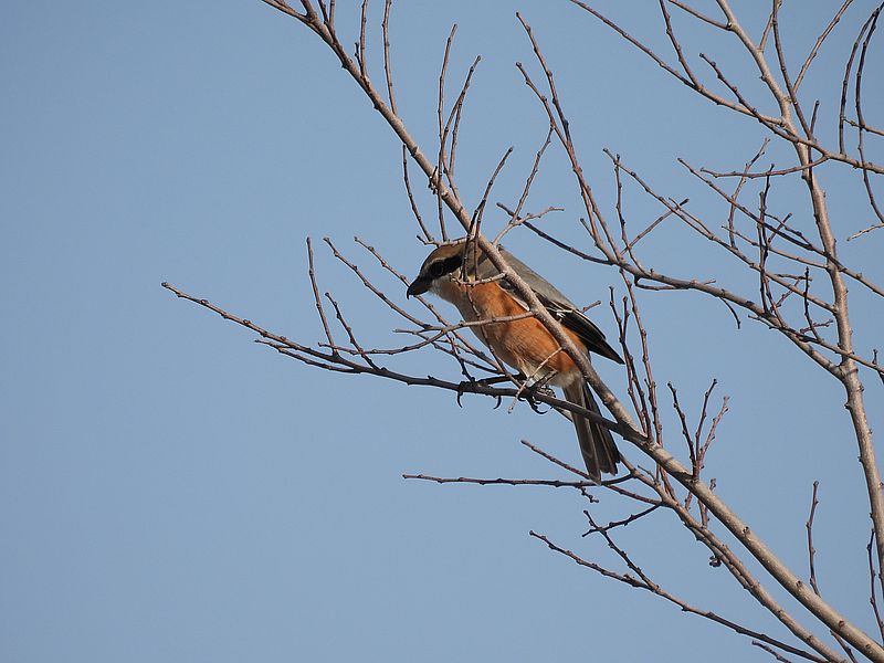 ラブリーソルジャーモズちゃん