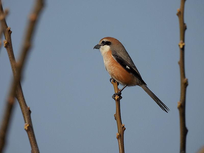 ラブリーソルジャーモズちゃん