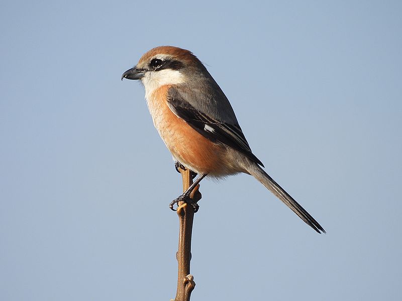 ラブリーソルジャーモズちゃん