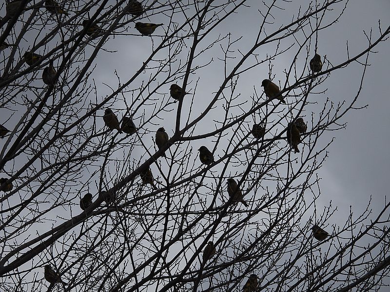 ちゅんこかな？