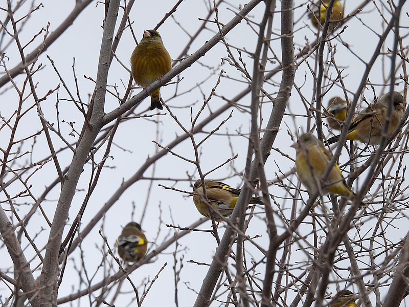 カワラヒワさん