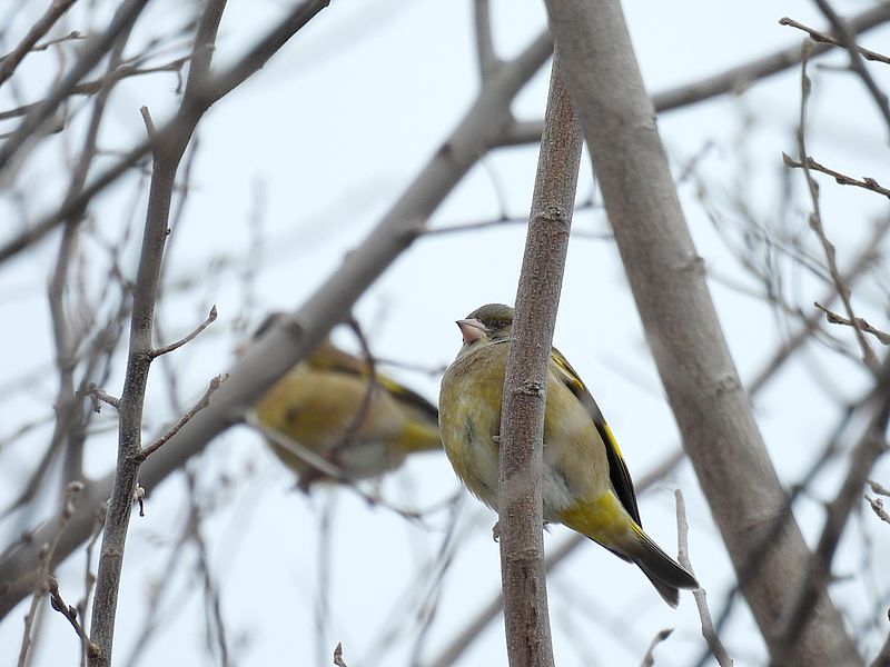 カワラヒワさん
