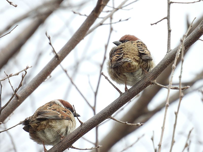 フクラスズメちゃん