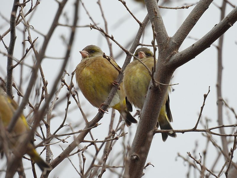 カワラヒワさん