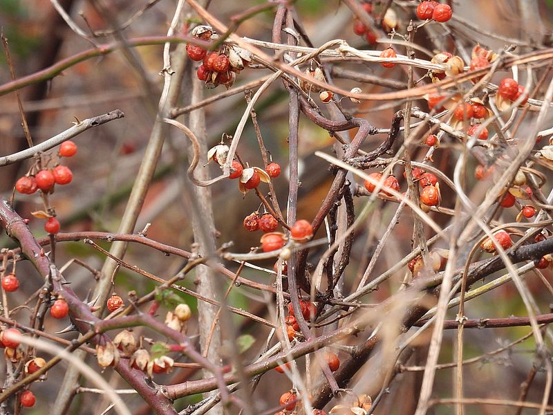 ツルウメモドキ？