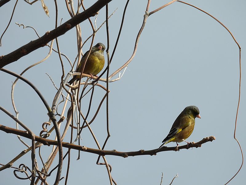 カワラヒワさん