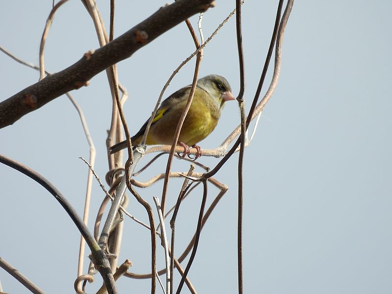 カワラヒワさん