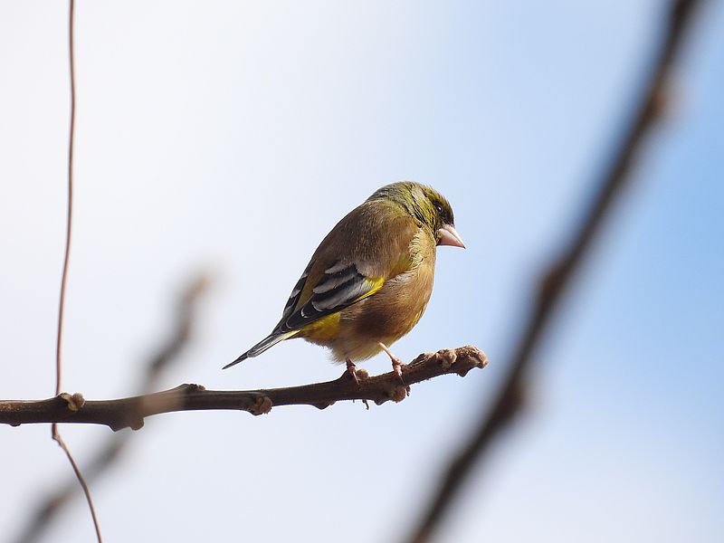 カワラヒワさん