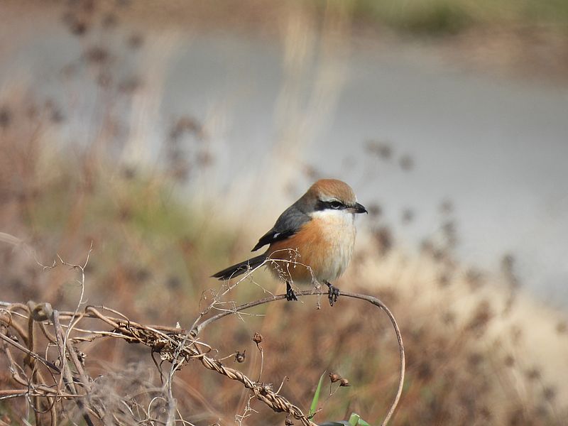 ラブリーソルジャーモズちゃん。