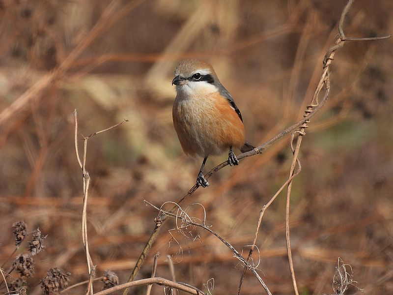 ラブリーソルジャーモズちゃん。