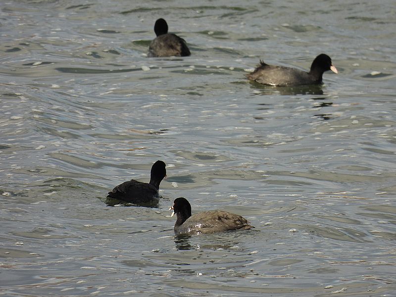 オオバンちゃん