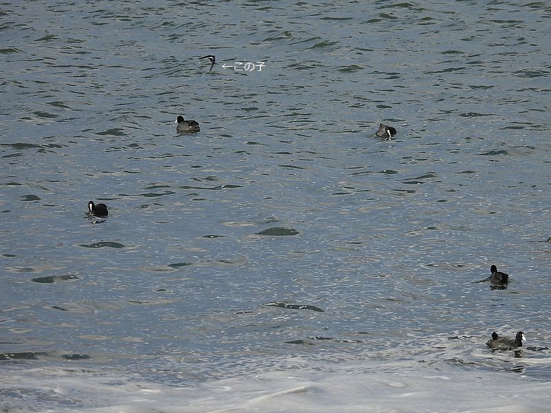 オオバンちゃんとイワツバメちゃん