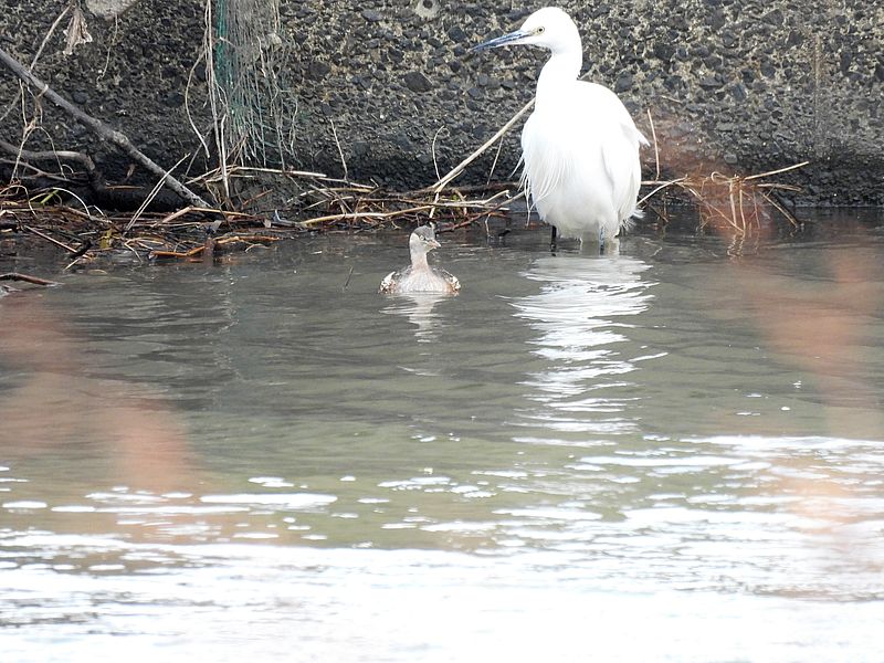 コサギちゃんとカイツブリちゃん