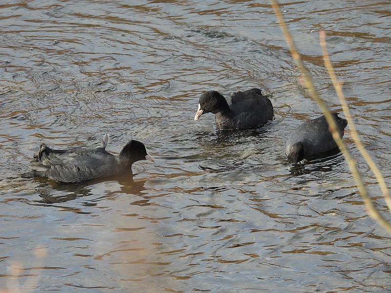オオバンちゃん