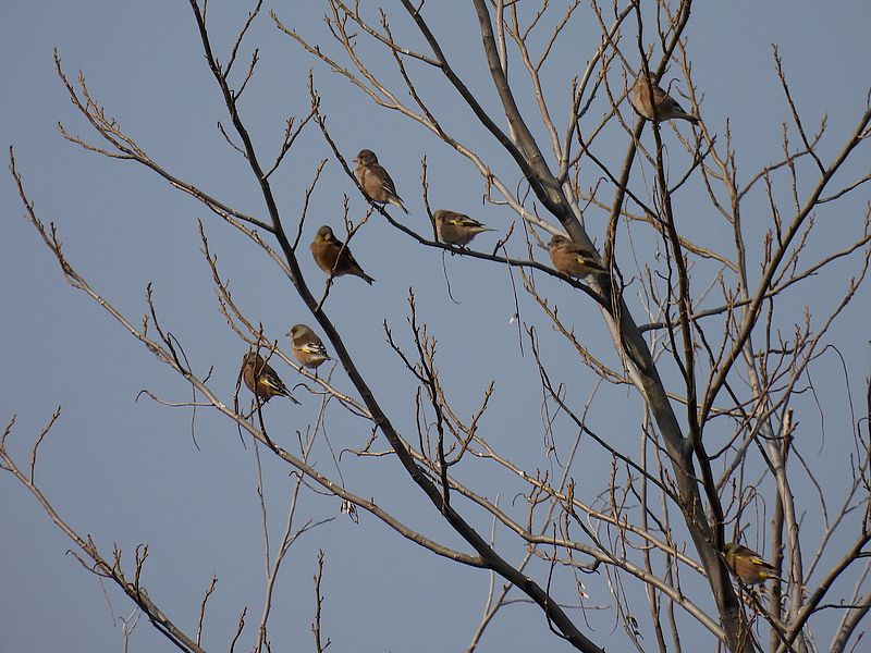 カワラヒワさん