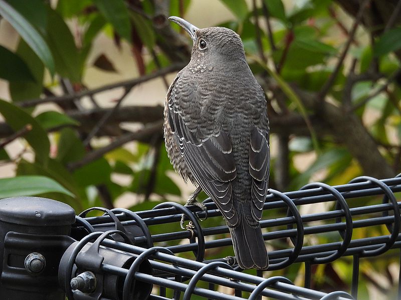 イソヒヨドリ子ちゃん