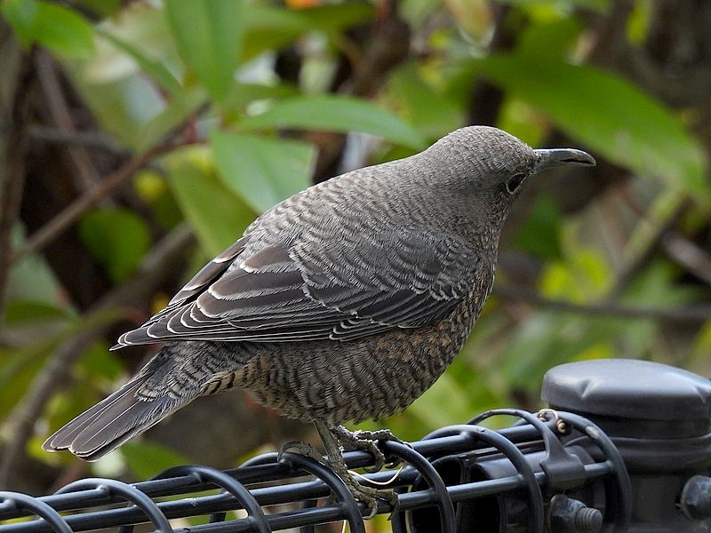 イソヒヨドリ子ちゃん