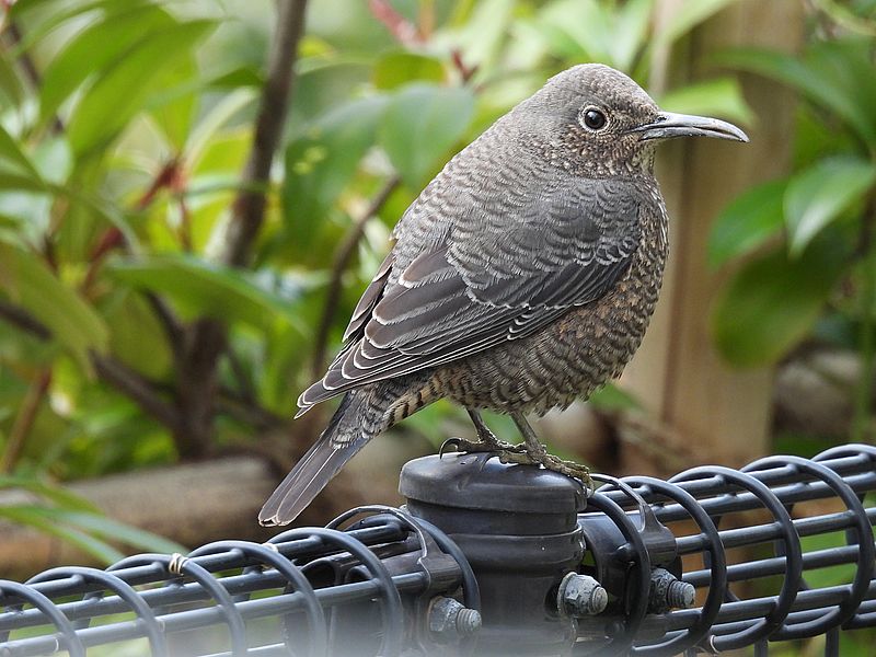 イソヒヨドリ子ちゃん