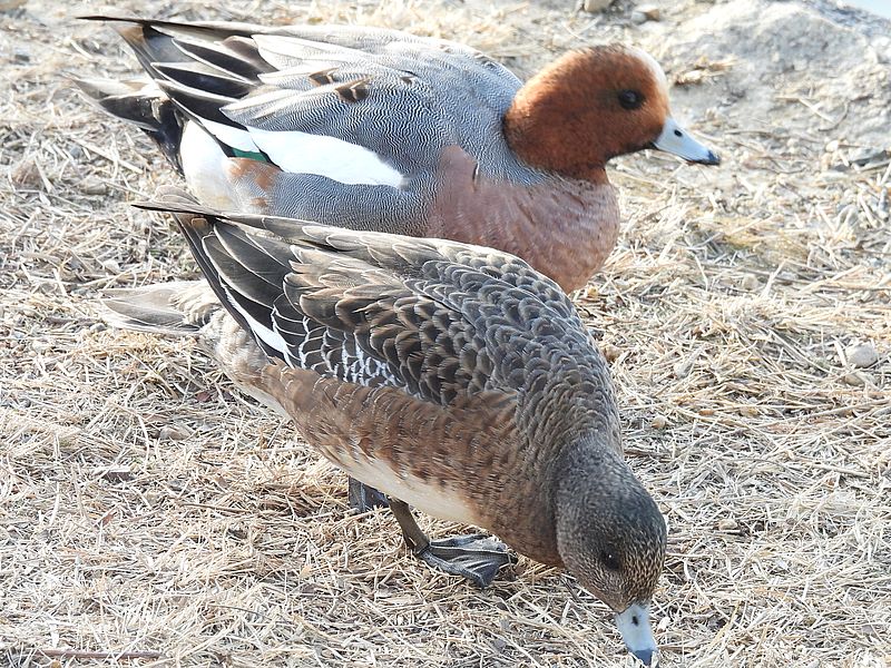 ぴゆちゃんご夫妻