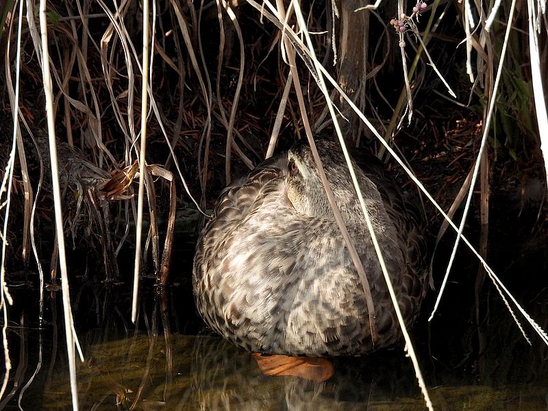 カルガモちゃん